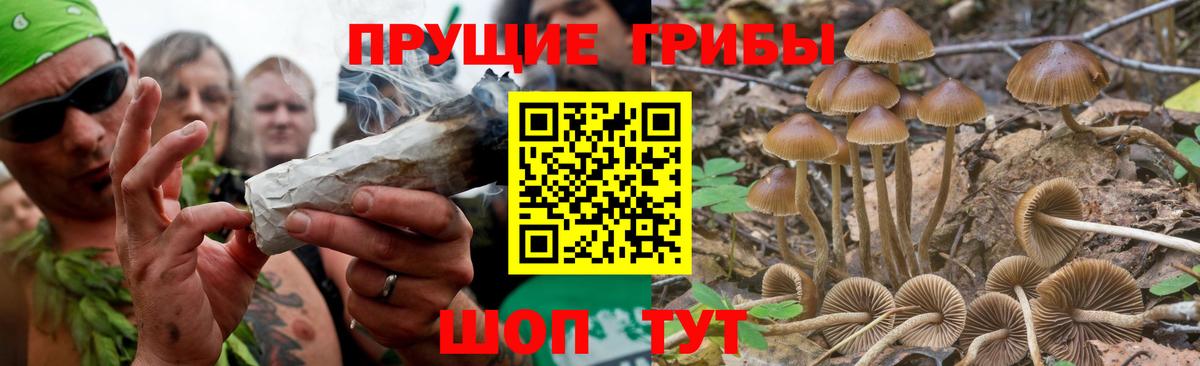 Галлюциногенные грибы GOLDEN TEACHER Железноводск